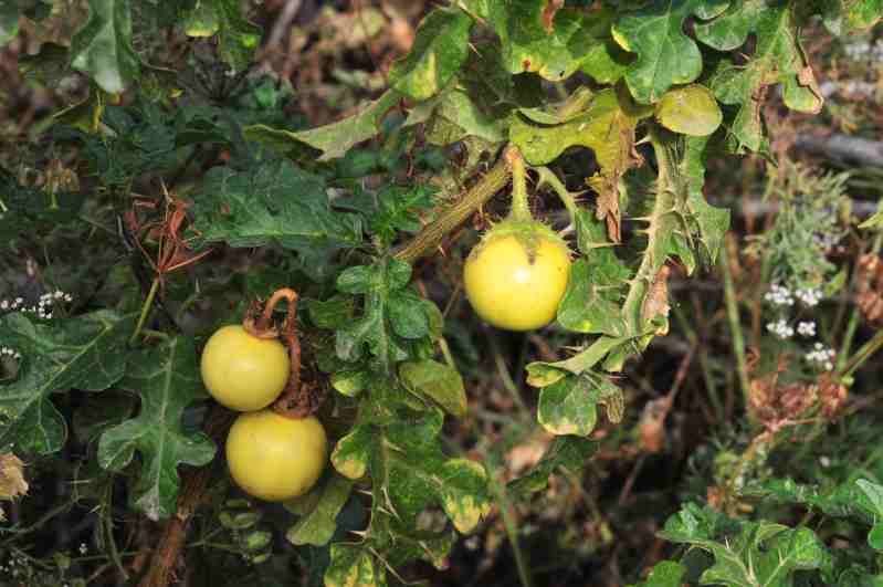 Solanum linnaeanum (=Solanum sodomaeum) / Pomo di Sodoma